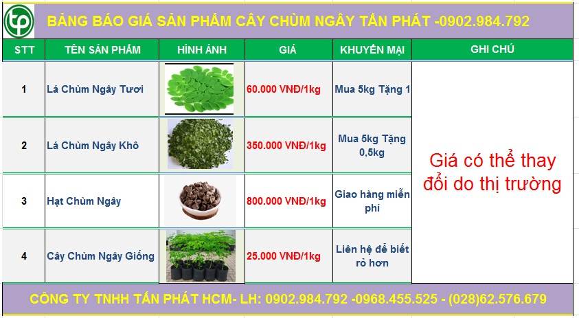 Bảng giá cây chùm ngây của CTY Tấn Phát tại Quy Nhơn