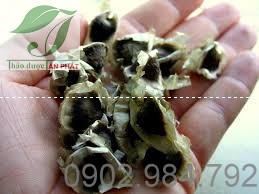 Địa chỉ mua bán hạt chùm ngây tại Bắc Ninh