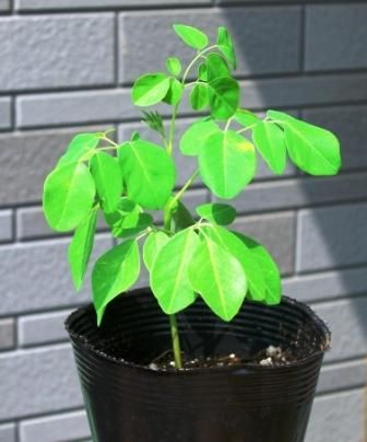 Địa chỉ mua bán hạt chùm ngây tại Hà Nam