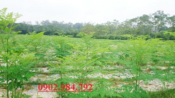 Địa chỉ mua bán hạt chùm ngây tại Hòa Bình