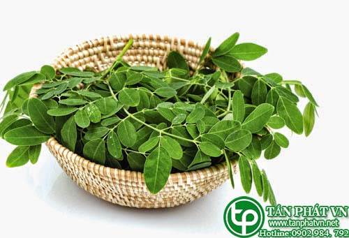 Ở đâu bán chùm ngây tại Nghệ An giúp lợi tiểu, mát gan