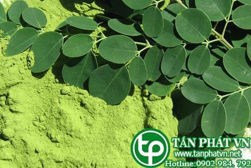 Ở đâu bán chùm ngây tại Tuyên Quang có tác dụng hỗ trợ điều trị ung thư