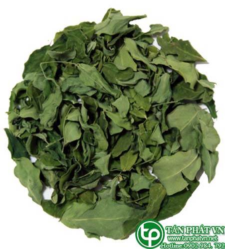 Phân phối, bán chùm ngây tại Bình Dương  giúp bảo vệ tim