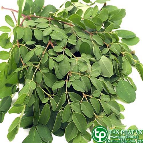 Phân phối, bán chùm ngây tại Bình Phước ngăn ngừa và hỗ trợ chữa trị ung thư