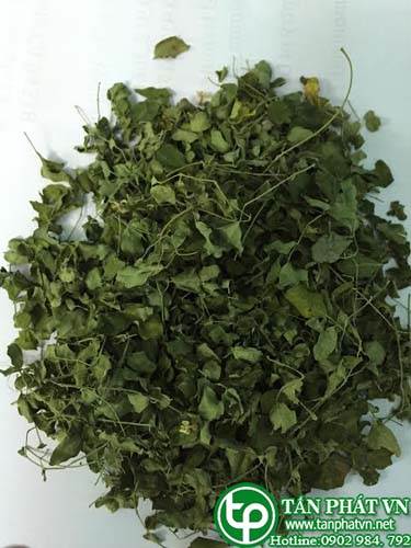 Phân phối, bán chùm ngây tại Cà Mau Phân phối các dinh dưỡng cần thiết