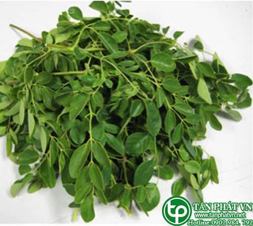 Phân phối, bán chùm ngây tại quận 10 có công dụng chống lại các căn bệnh ung thư