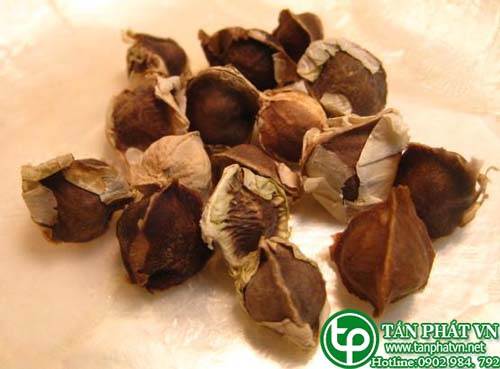 Phân phối, bán chùm ngây tại quận 7 tăng cường tiêu hóa
