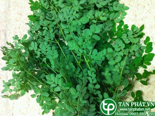 Phân phối, bán chùm ngây tại Tây Ninh tăng cường sức khỏe cho cơ thể