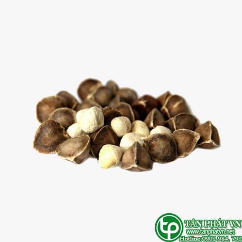 Phân phối, bán chùm ngây tại Trà Vinh cải thiện hệ tim mạch tốt hơn