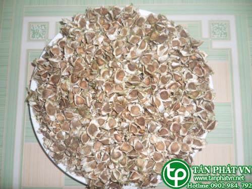 Phân phối, bán chùm ngây tại Vĩnh Long giúp tăng cường sinh lý nam giới