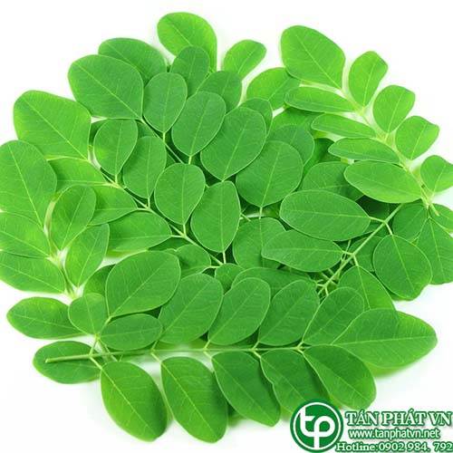 Phân phối, bán chùm ngây tại Vũng Tàu trị yếu sinh lý ở các quý ông